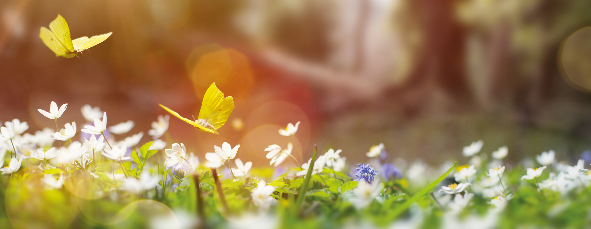 Frühling Blumenwiese Schmettelinge